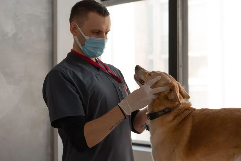 Assurance animaux : utile ou superflue ?